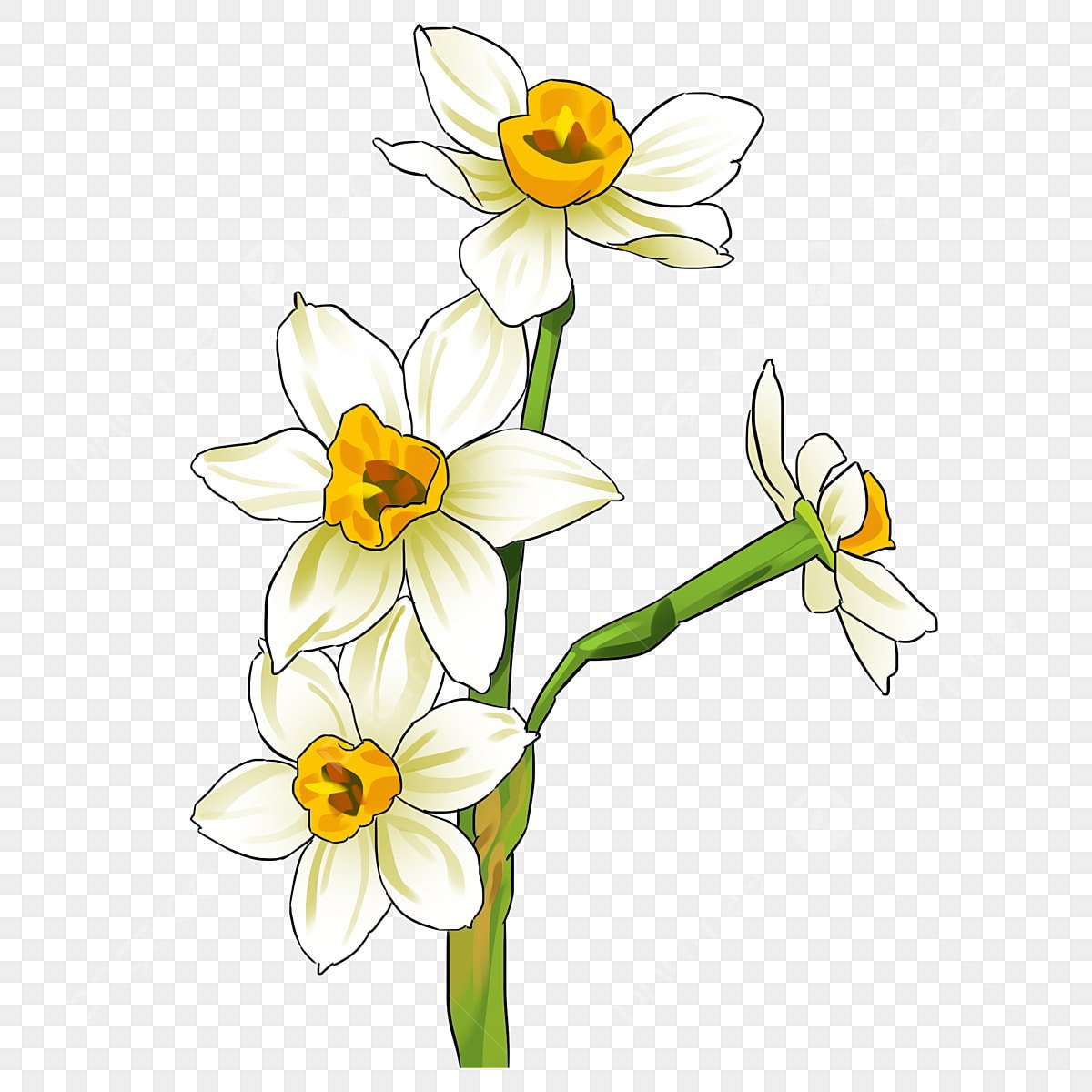 Нарцисс Ботанический Horace