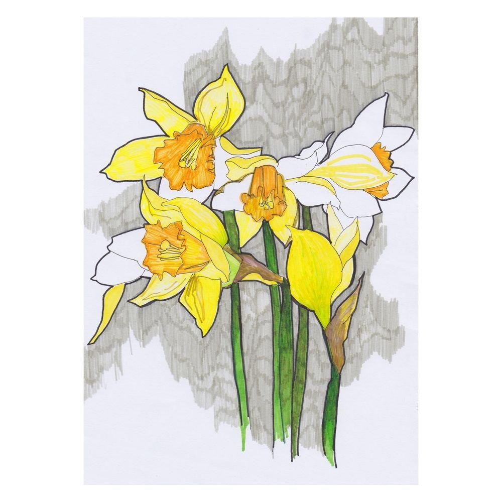 Нарцисс Ботанический скетч