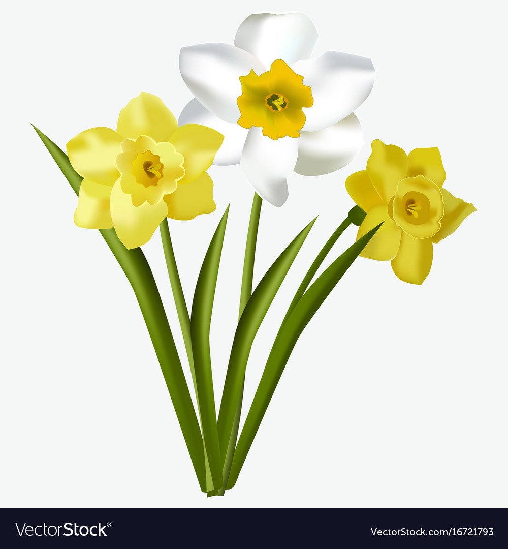Нарцисс крупнокорончатый на белом фоне