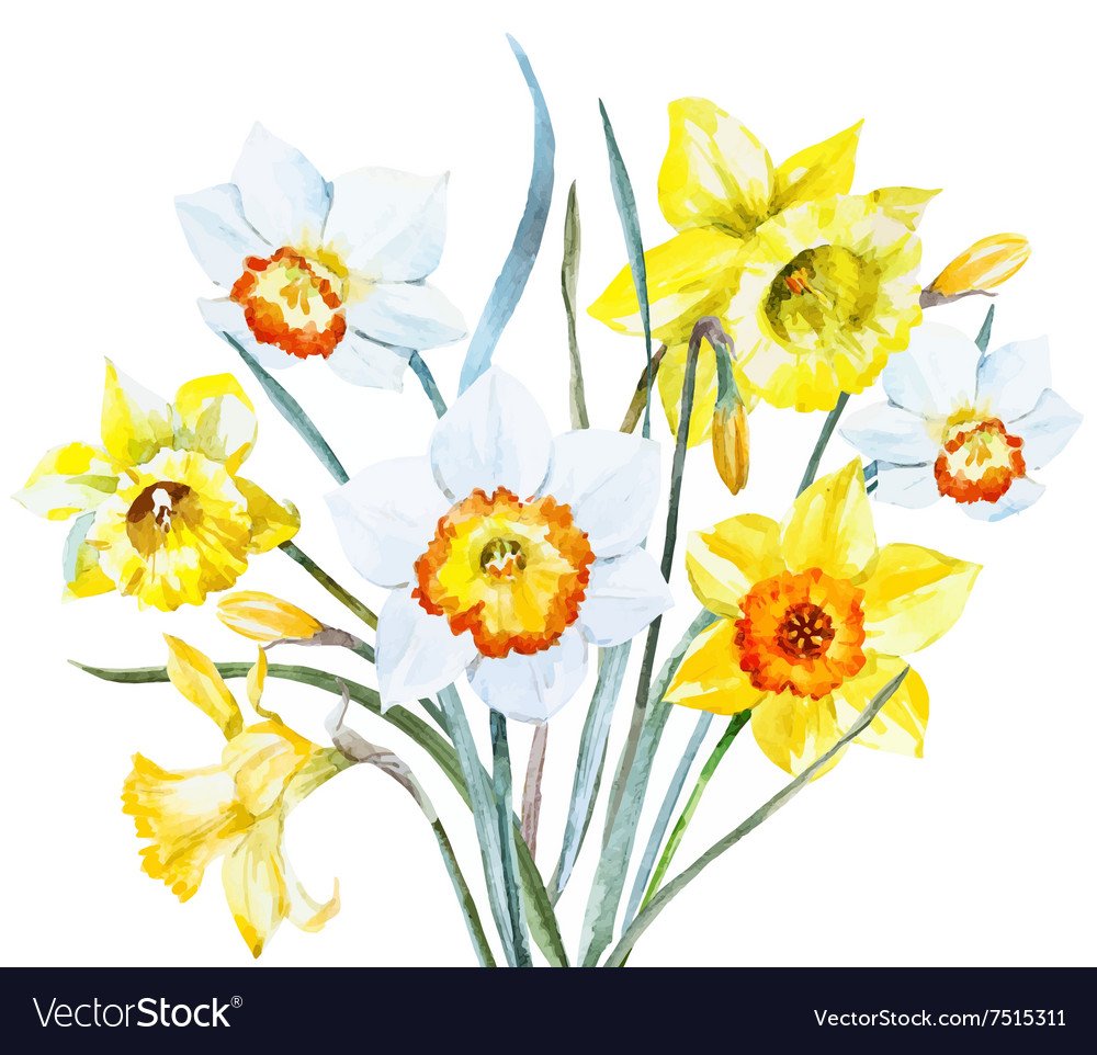 Нарцисс акварель на белом фоне
