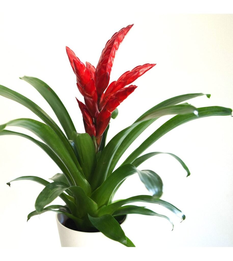 Тилландсия Анита цветение