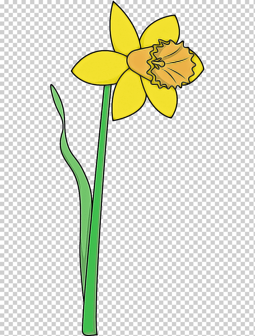 Нарцисс цветок