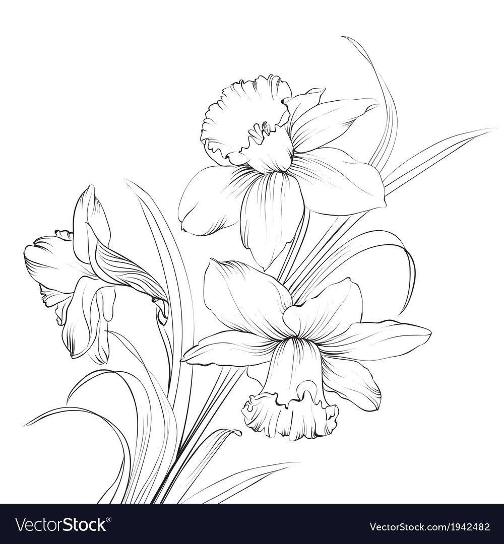 Нарцисс для вырезания