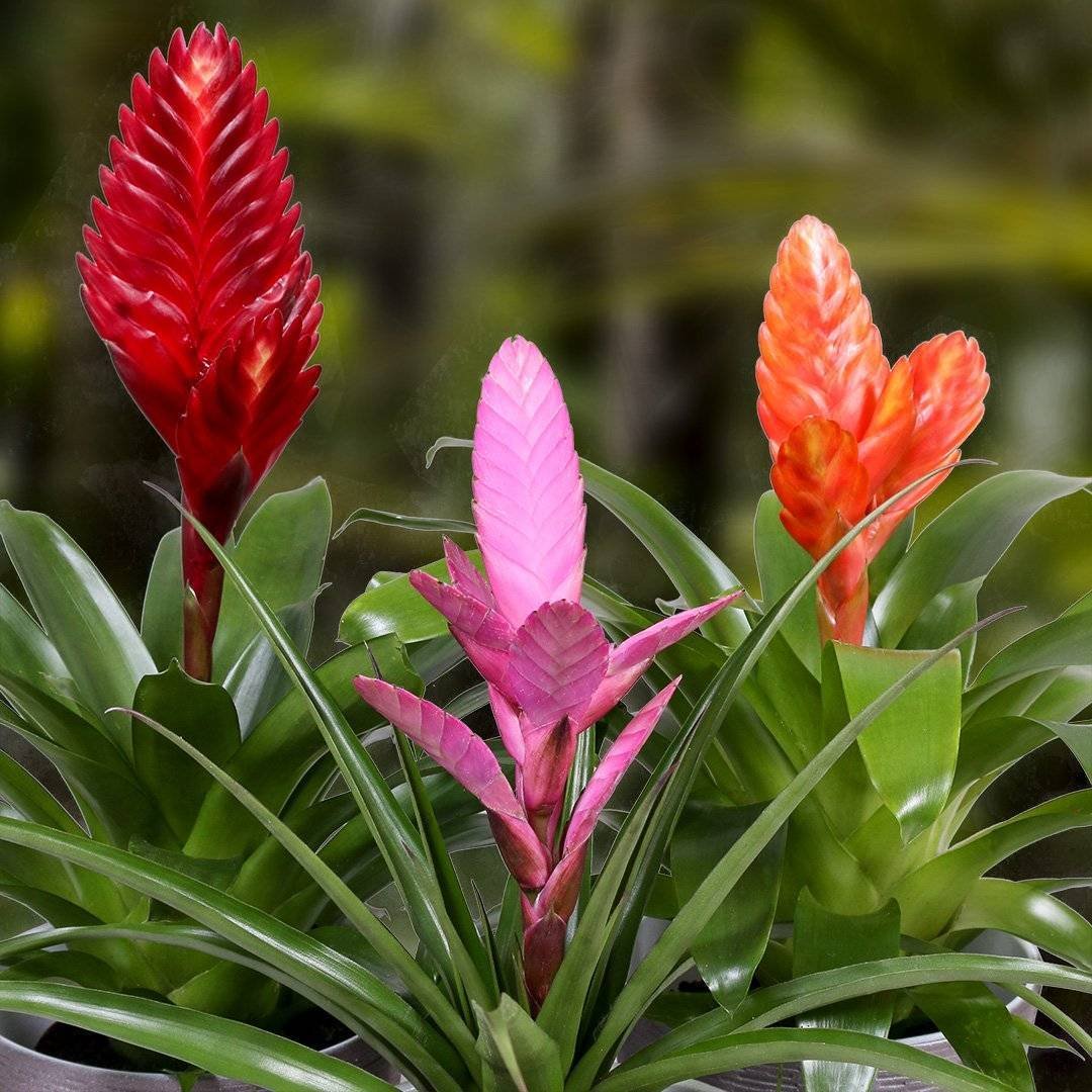 Бромелиевые Эхмея