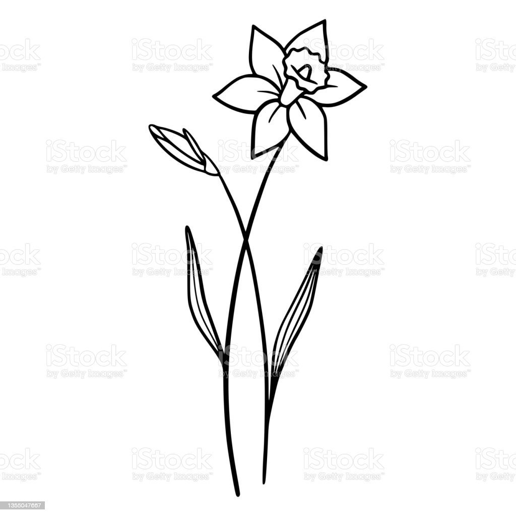 Стилизованные нарциссы