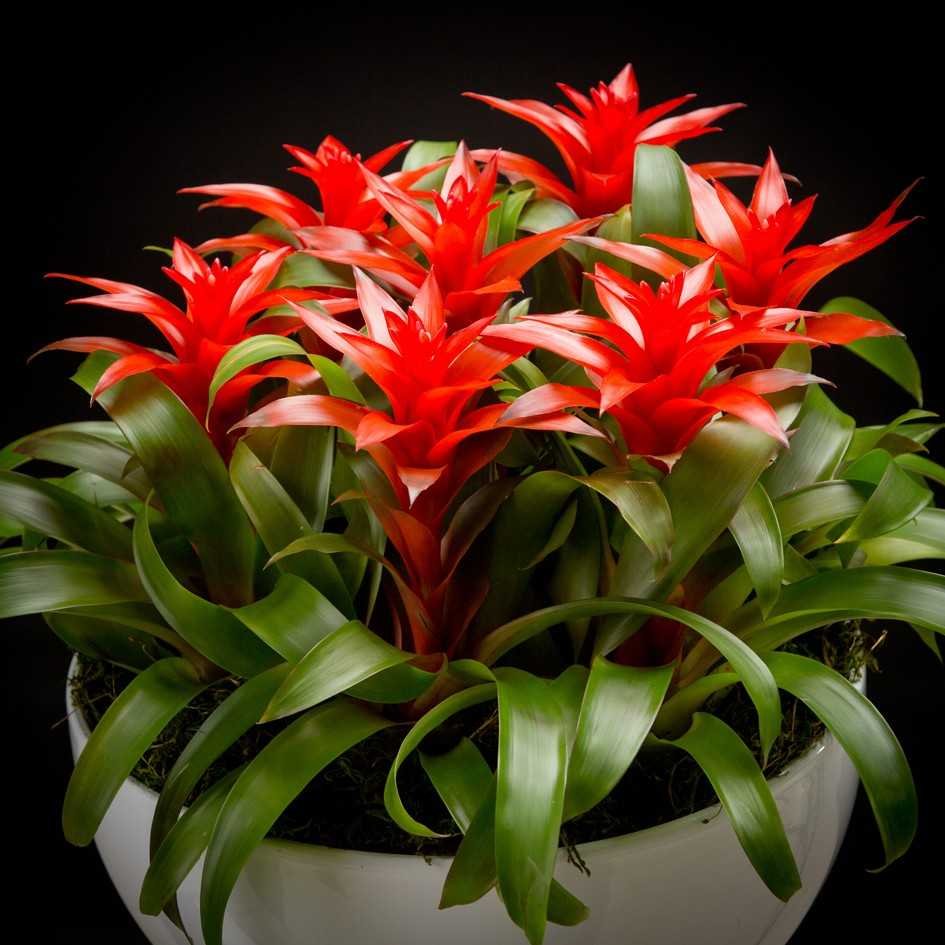 Цветок бромелия гузмания