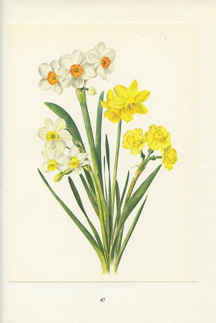 Японская гравюра цветы Конан Танигами