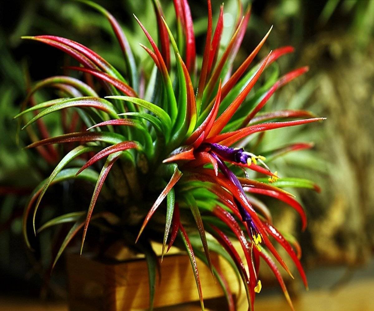 Бромелия цветок