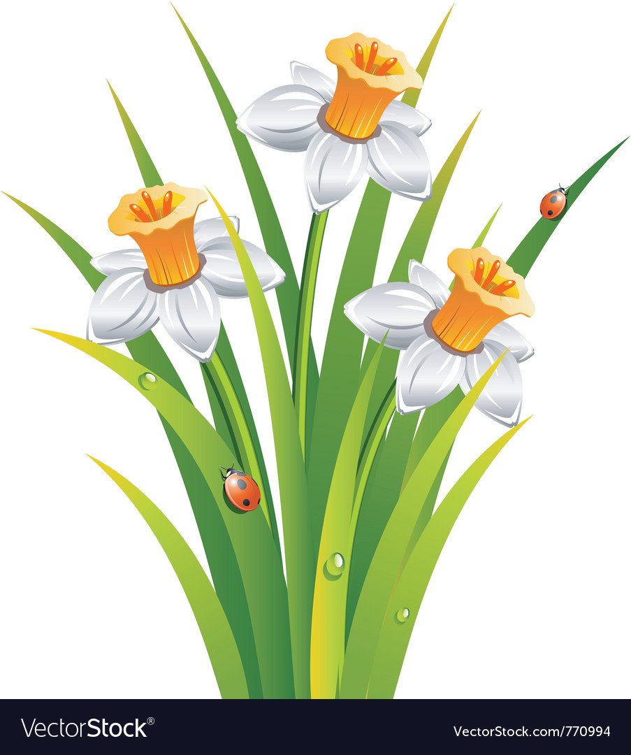 Нарцисс картинка для детей