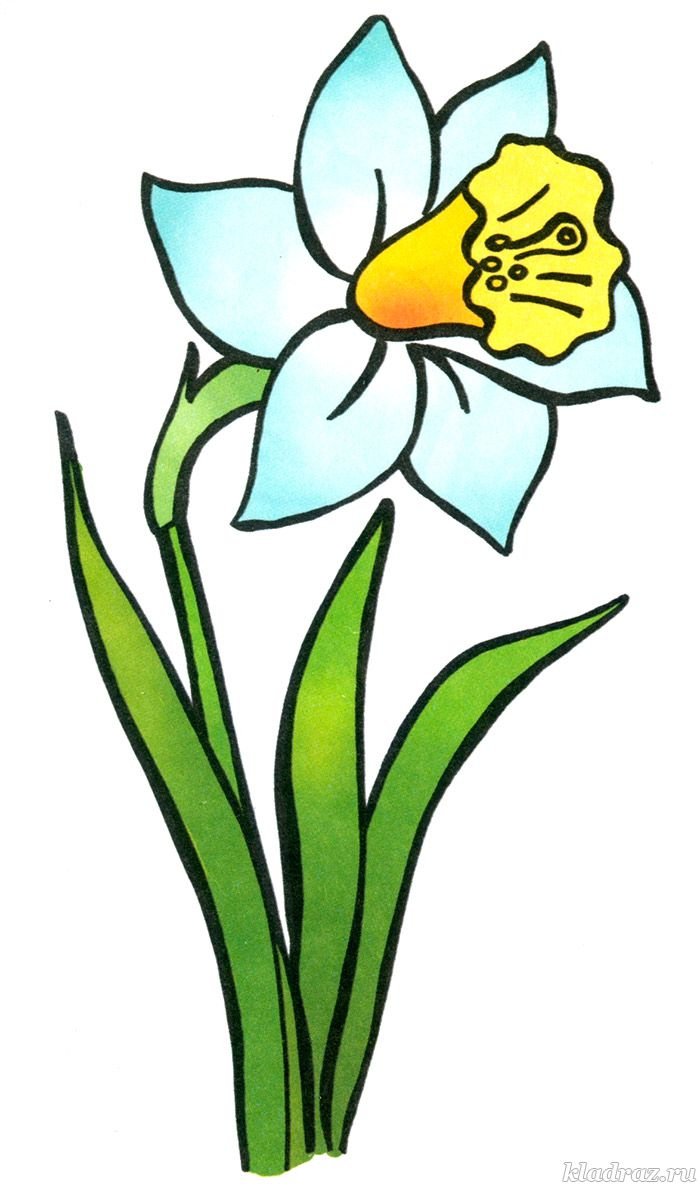 Букет нарциссов вектор