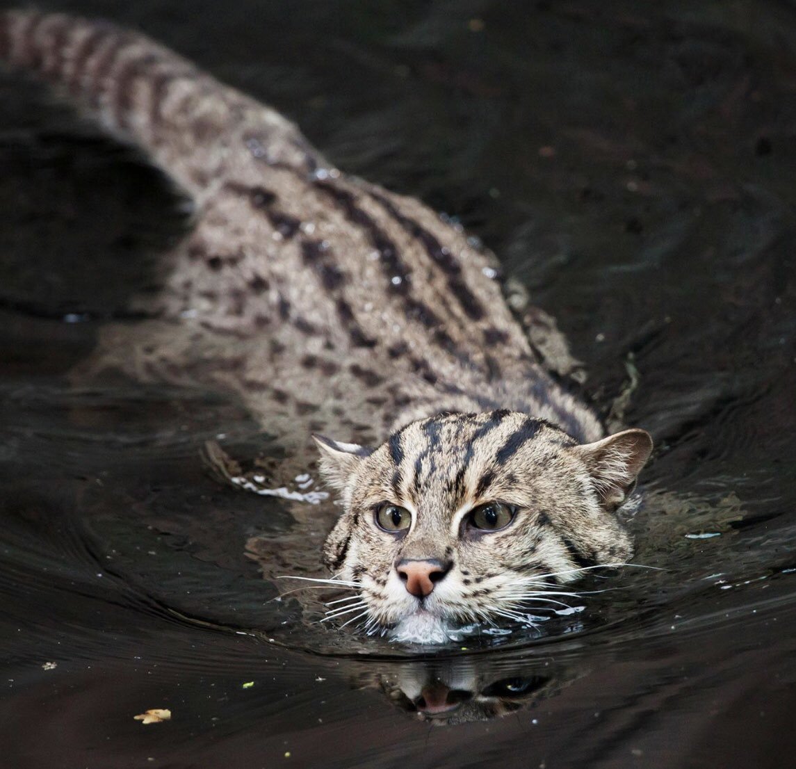 Тигровый камышовый кот