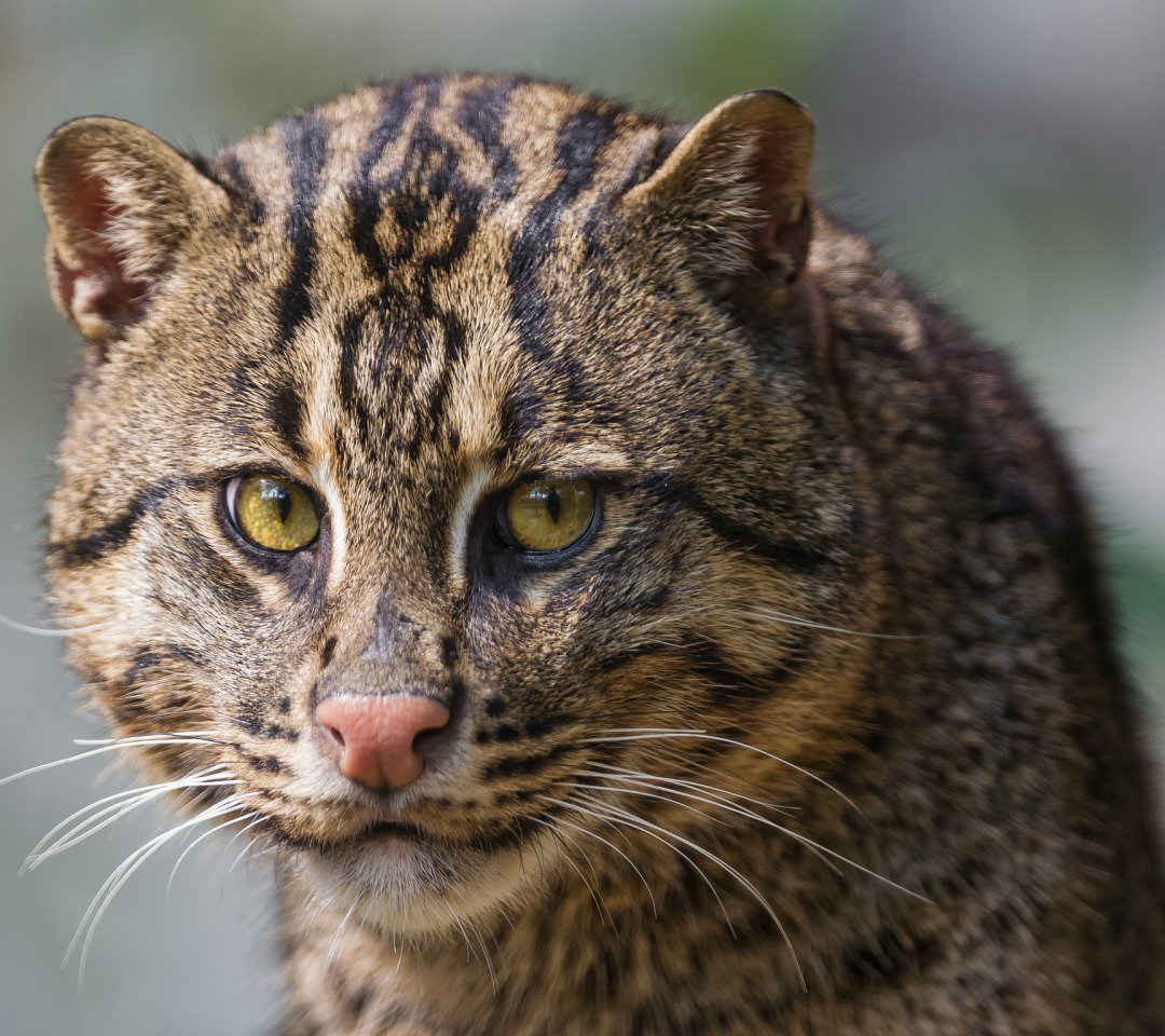 Виверровый кот