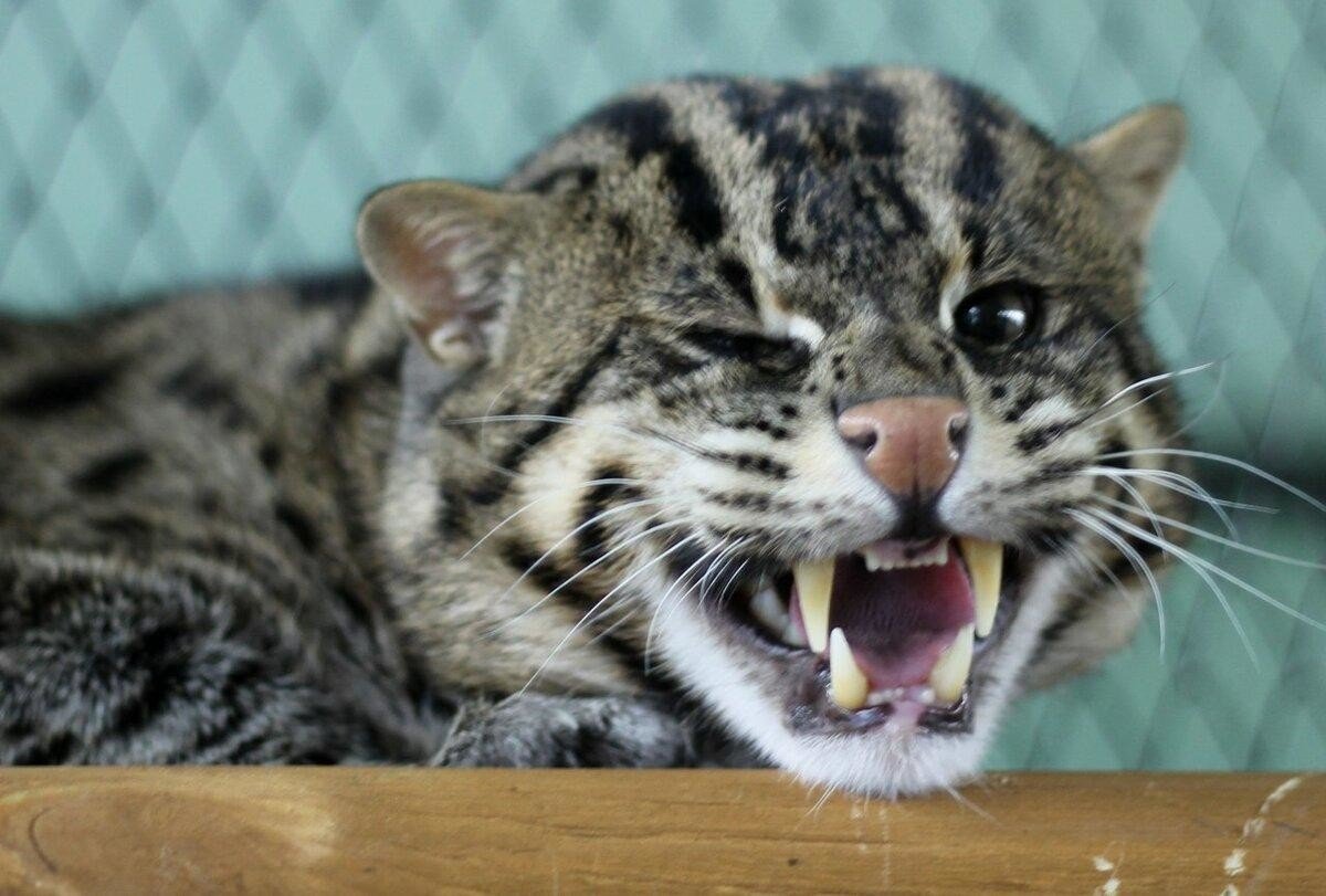 Виверровый кот