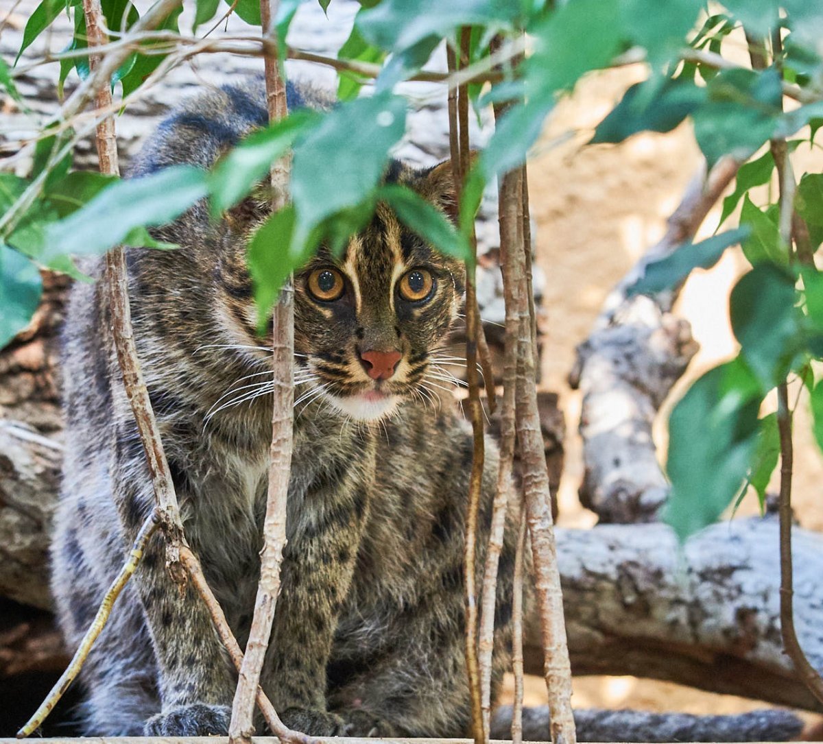 Кот рыболов домашний