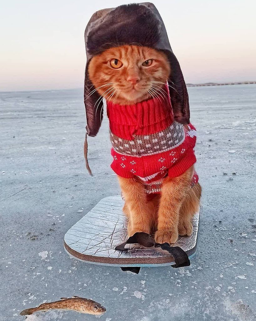 Кот в ушанке