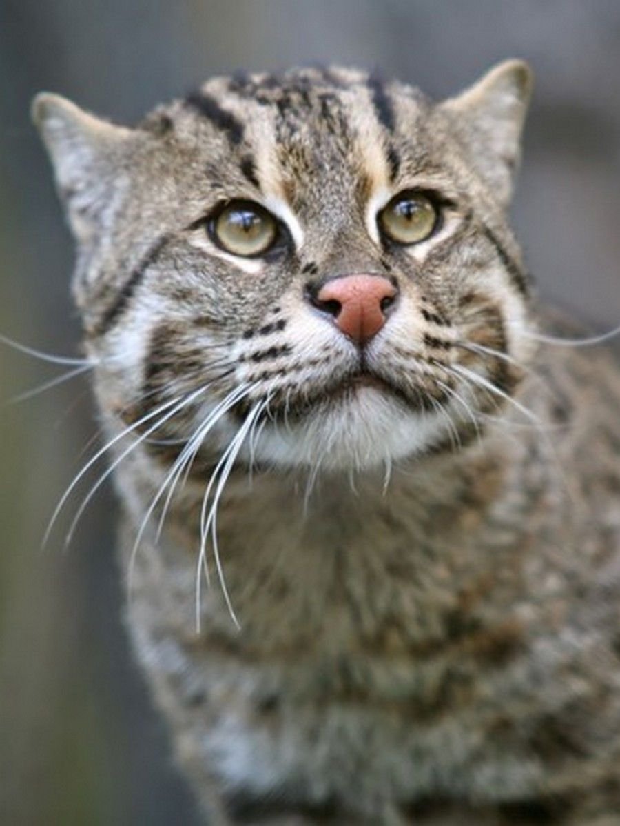 Виверровый кот