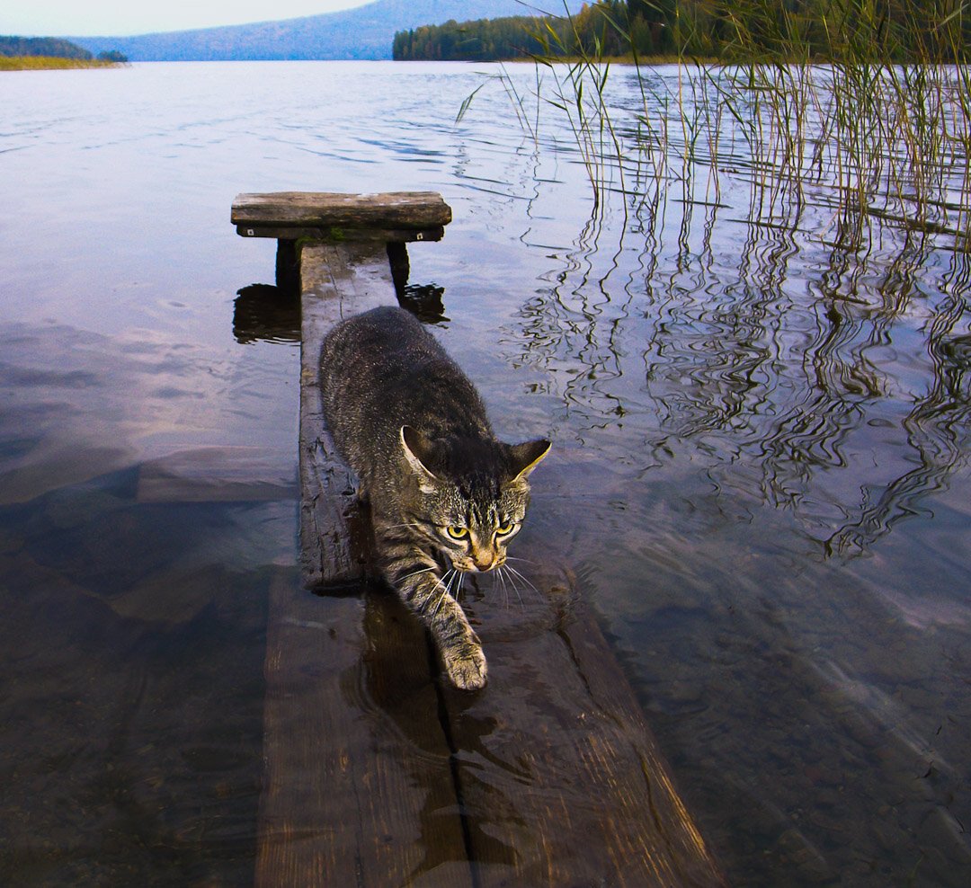 Раскраска кот рыболов Сутеев