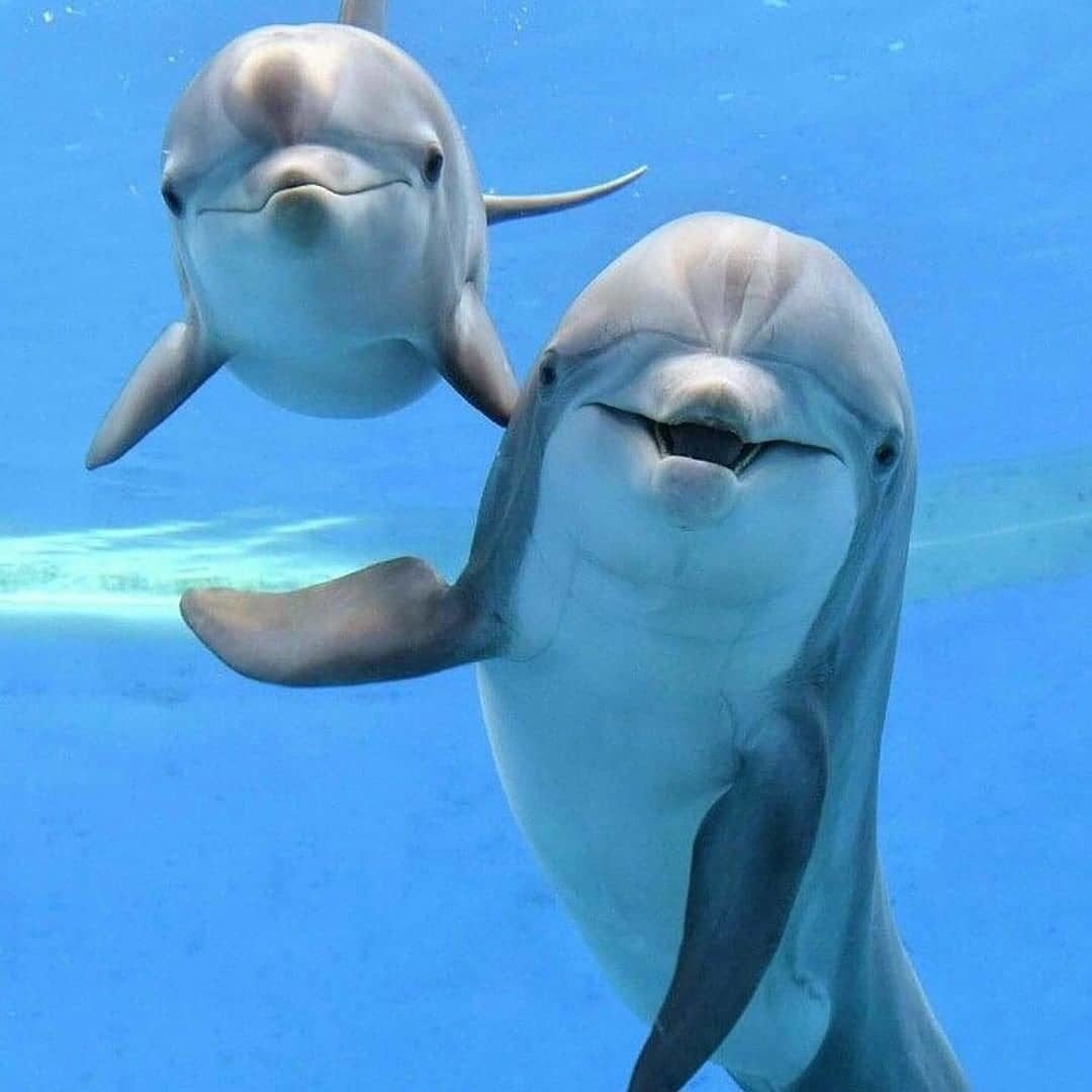 Касатка и Дельфин