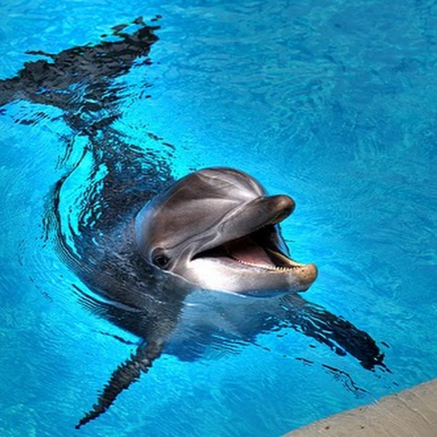 Дельфины арт