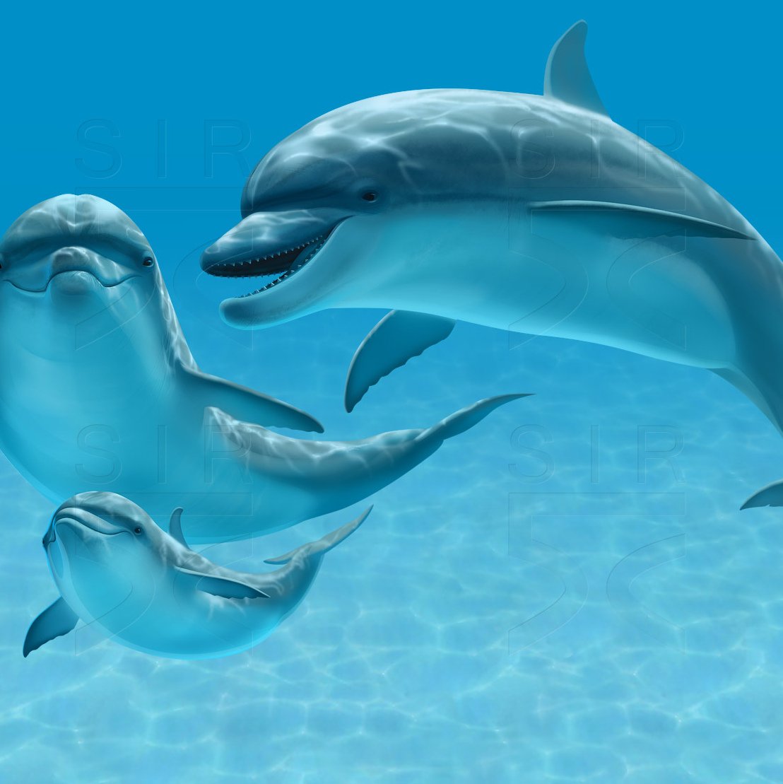 Дельфины арт
