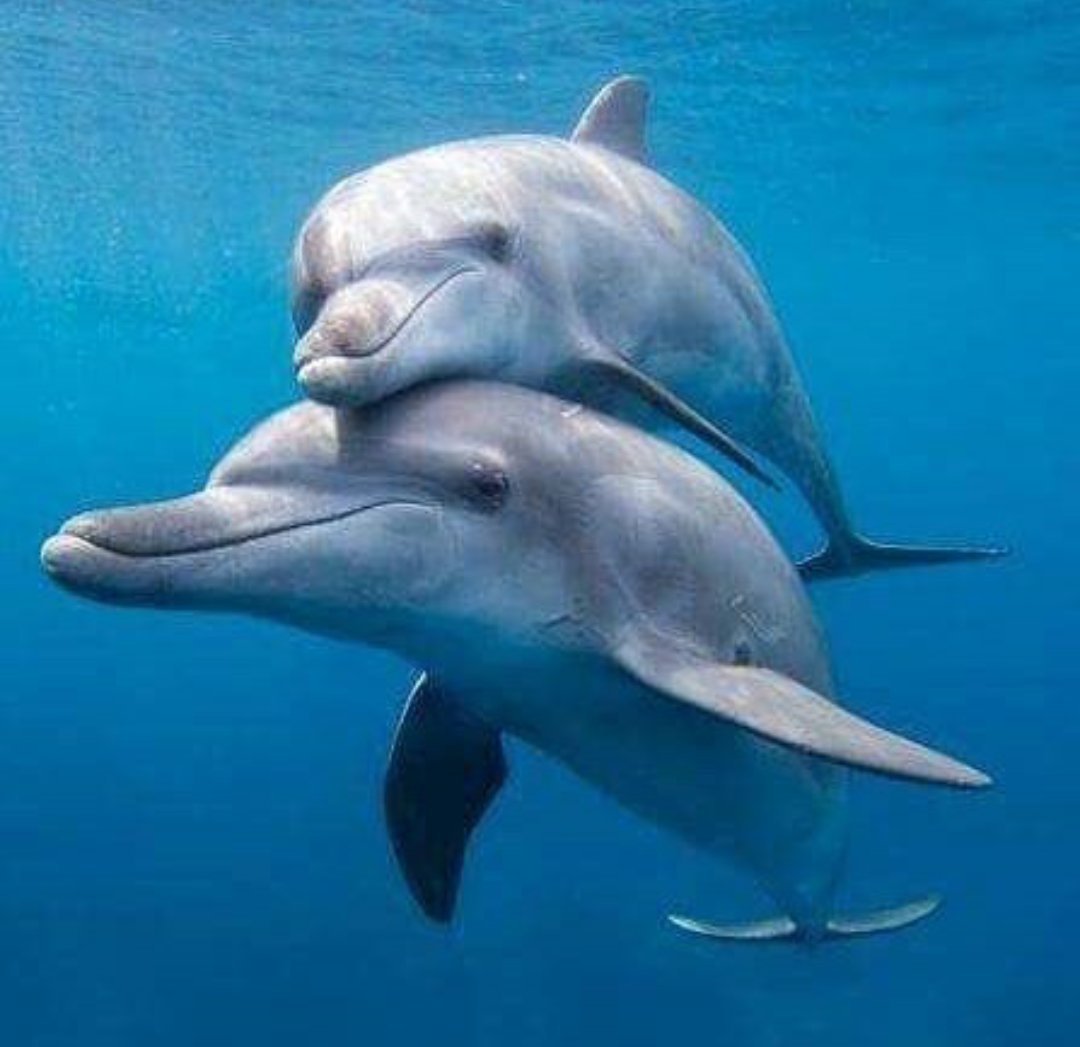 Девушка в воде с дельфином