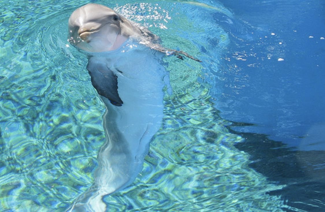 Дельфины пальмы