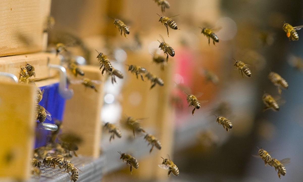 Бурзянская пчела Рой