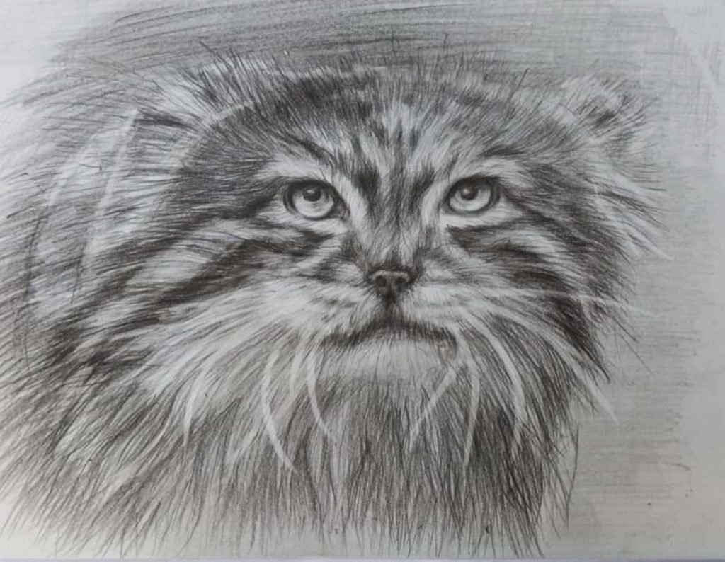 Манул карандашом