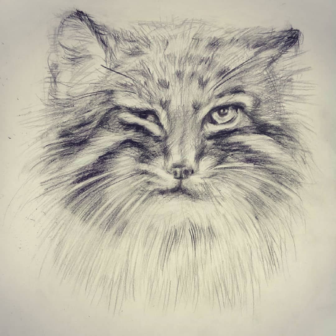 Кот Манул арт