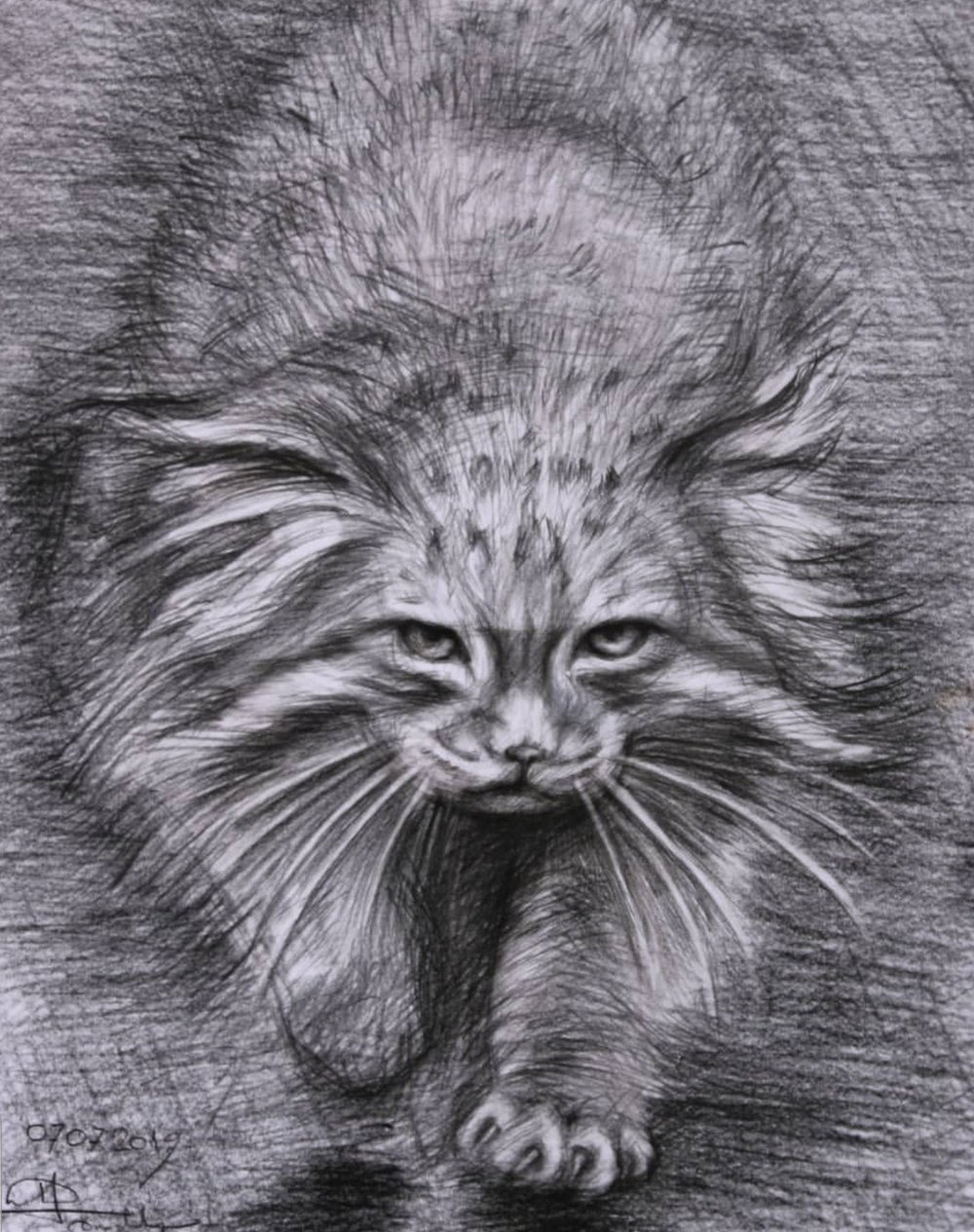 Кот Манул арт