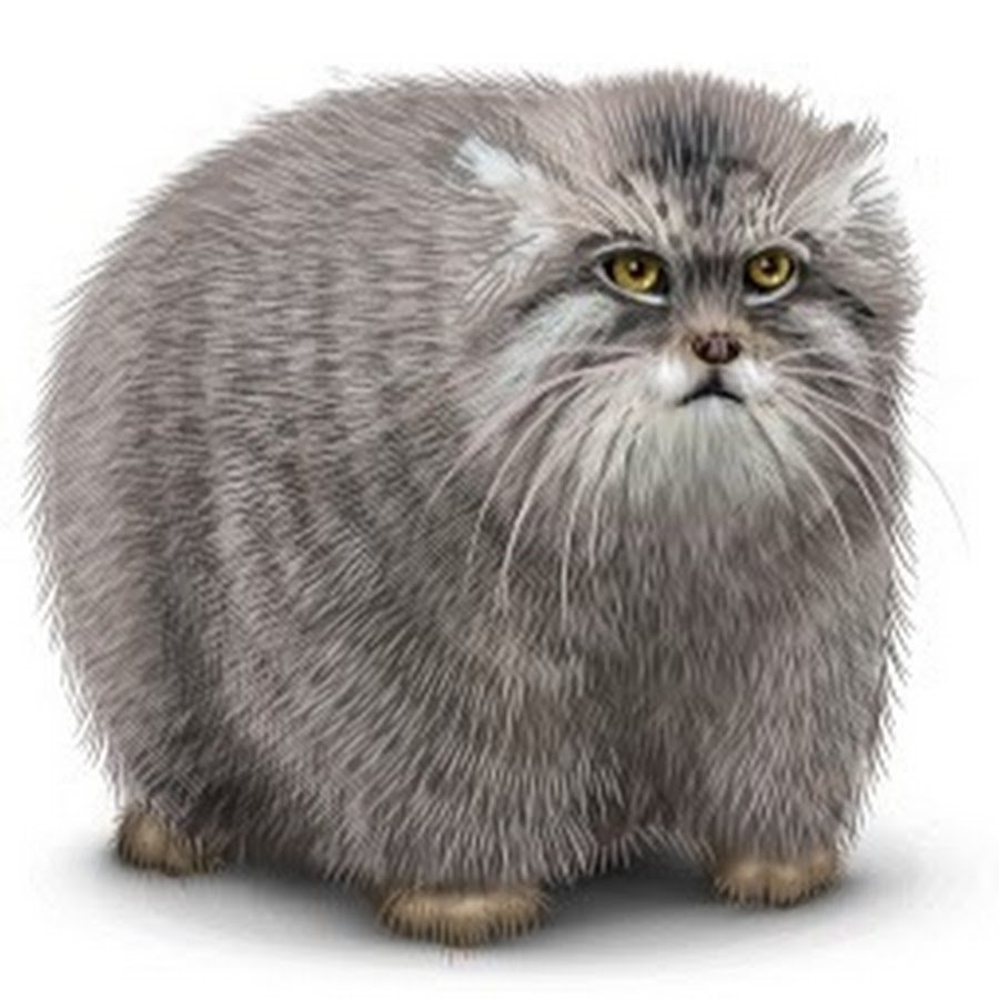 Манул морда