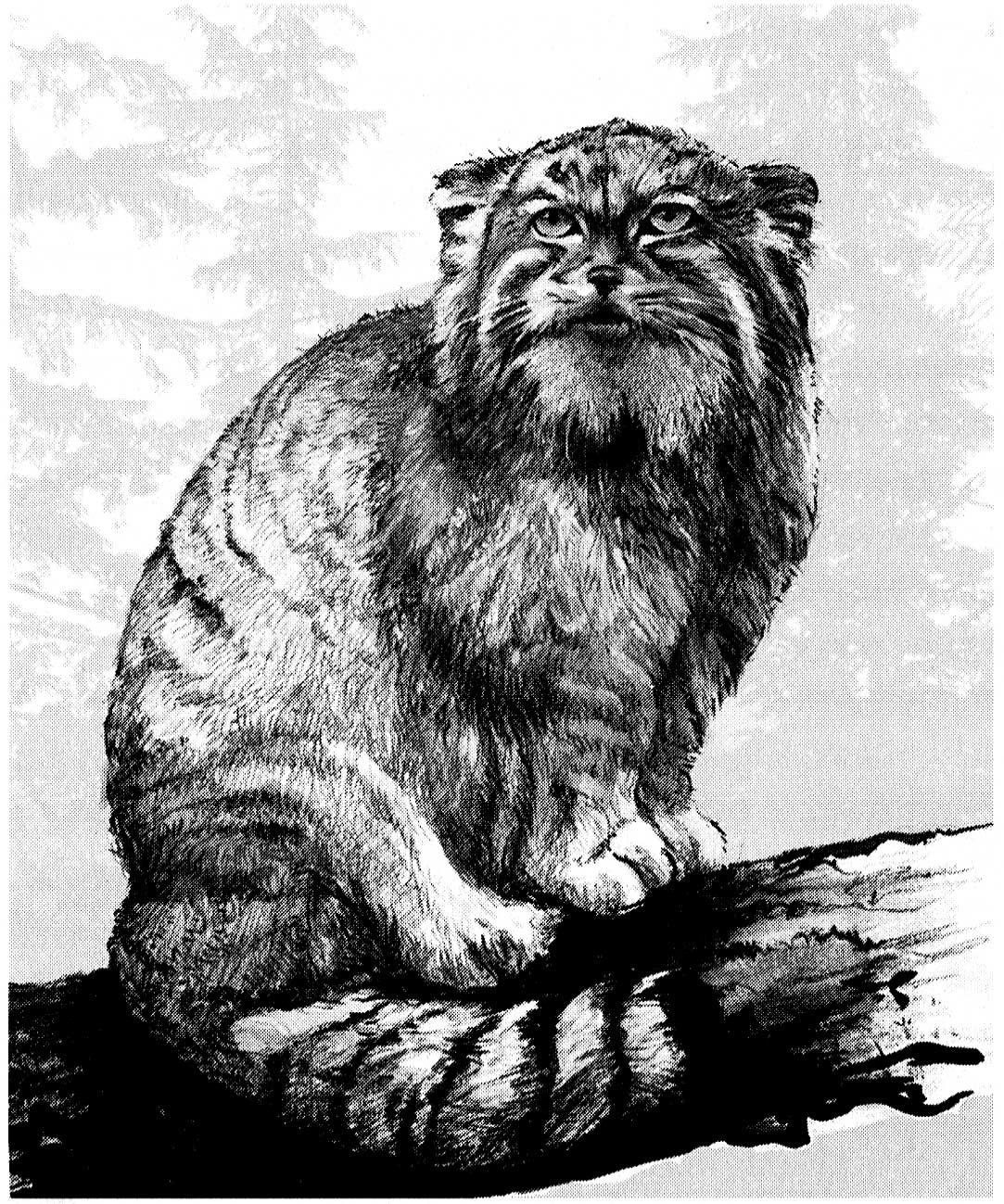 Манул Стикеры