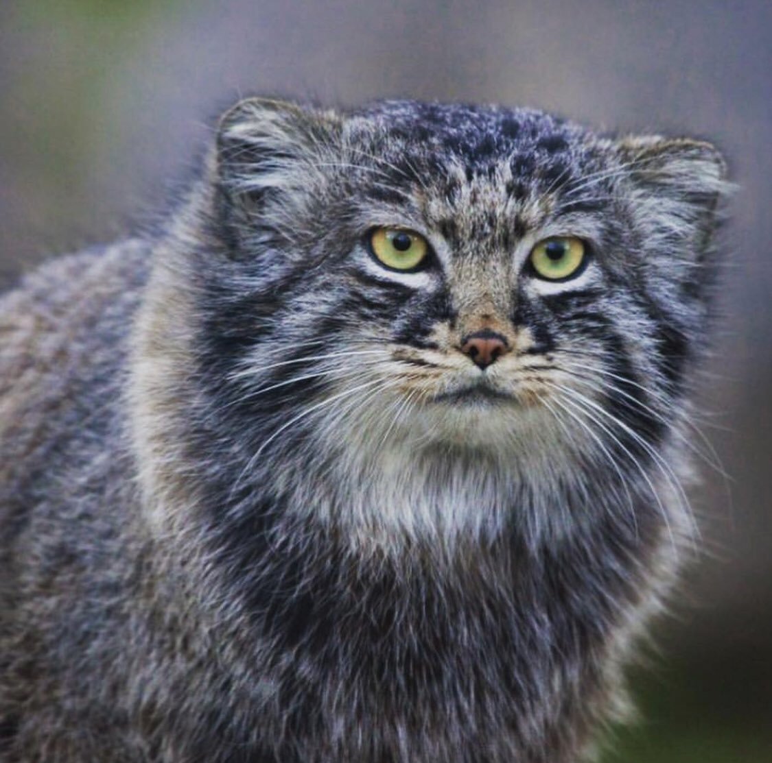 Манул Тимофей зоопарк Московский