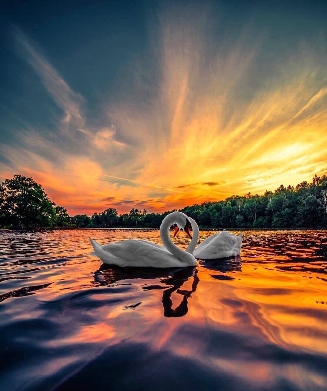 Обои сердце