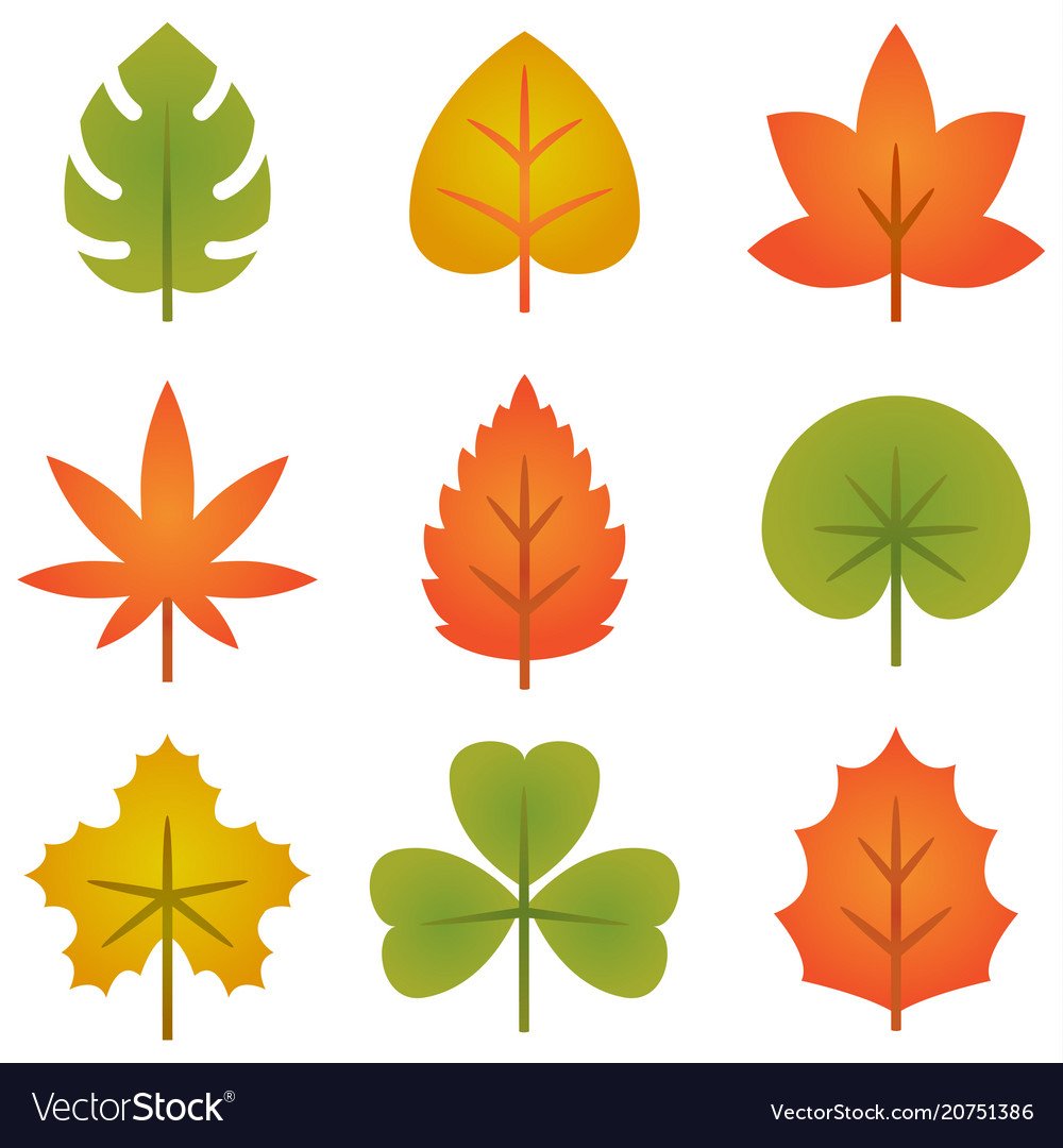 Листья разных деревьев