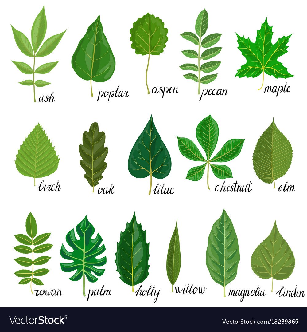 Разноцветные листья разных деревьев