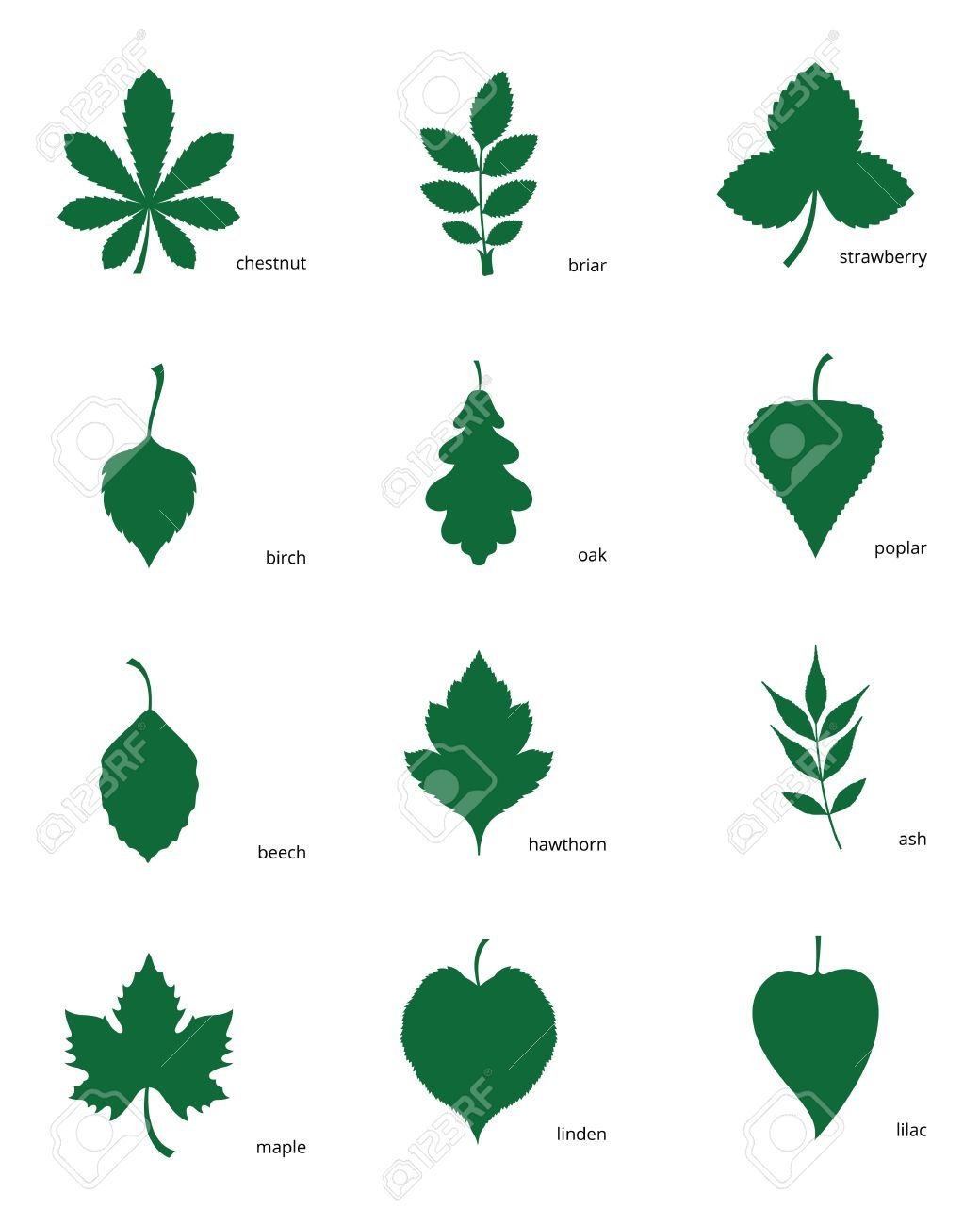 Листья деревьев с названиями