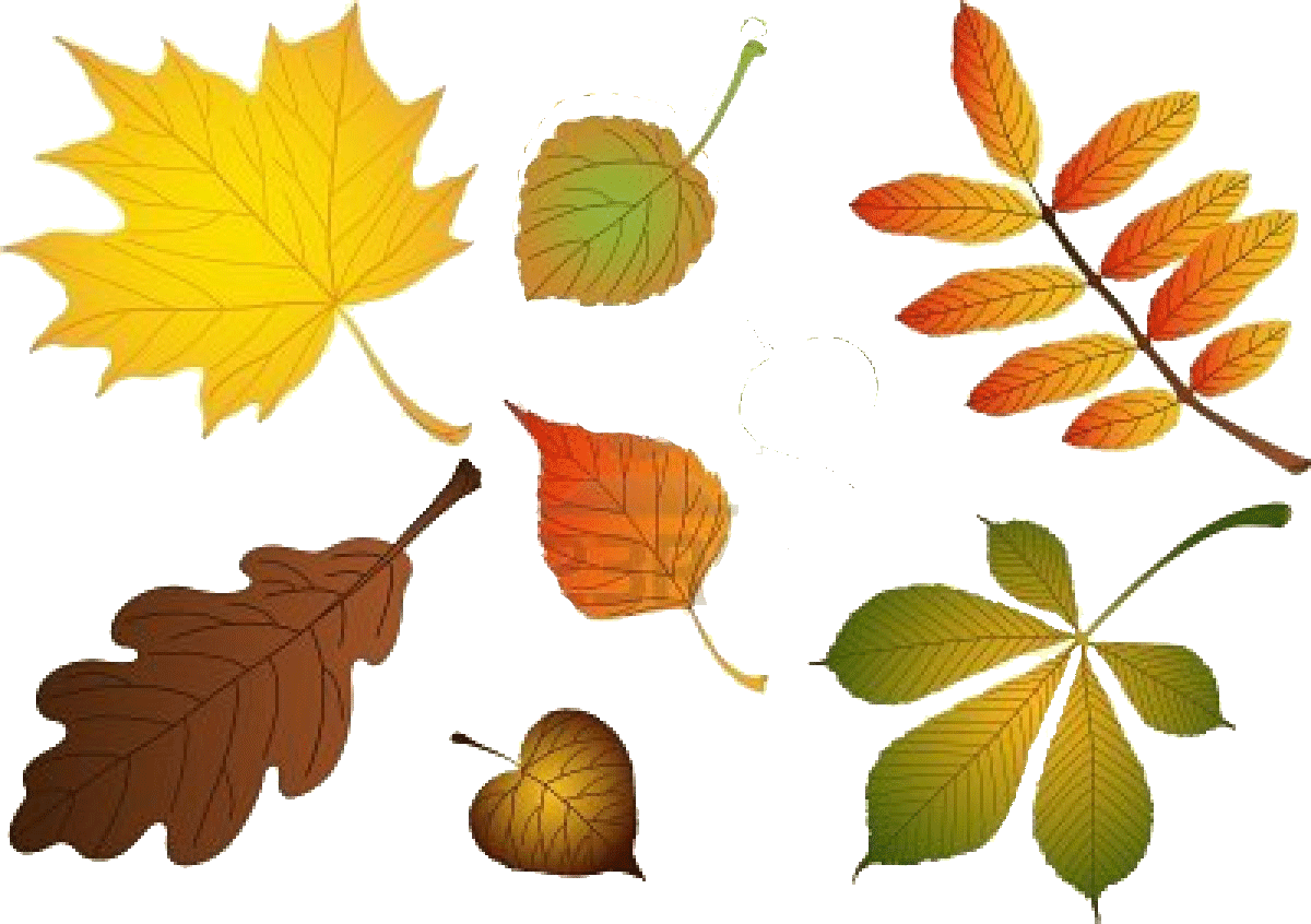 Листья деревьев