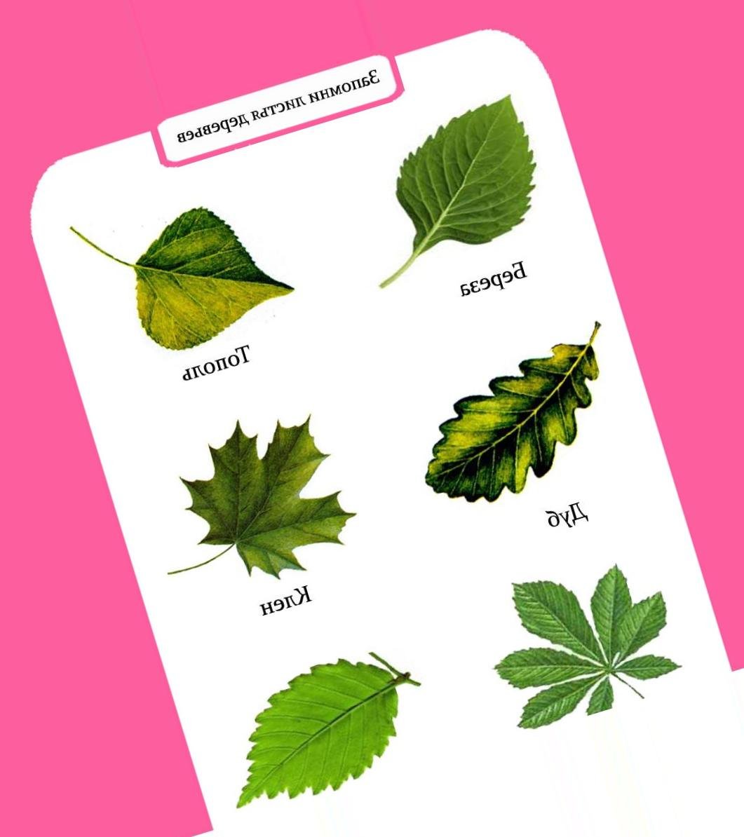 Березовый лист шаблон