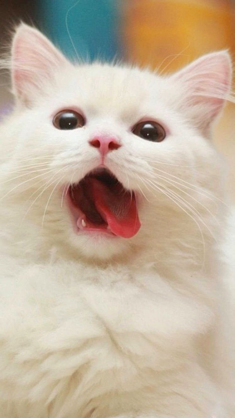 Котенок с высунутым языком