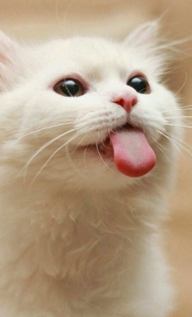 Котенок с язычком