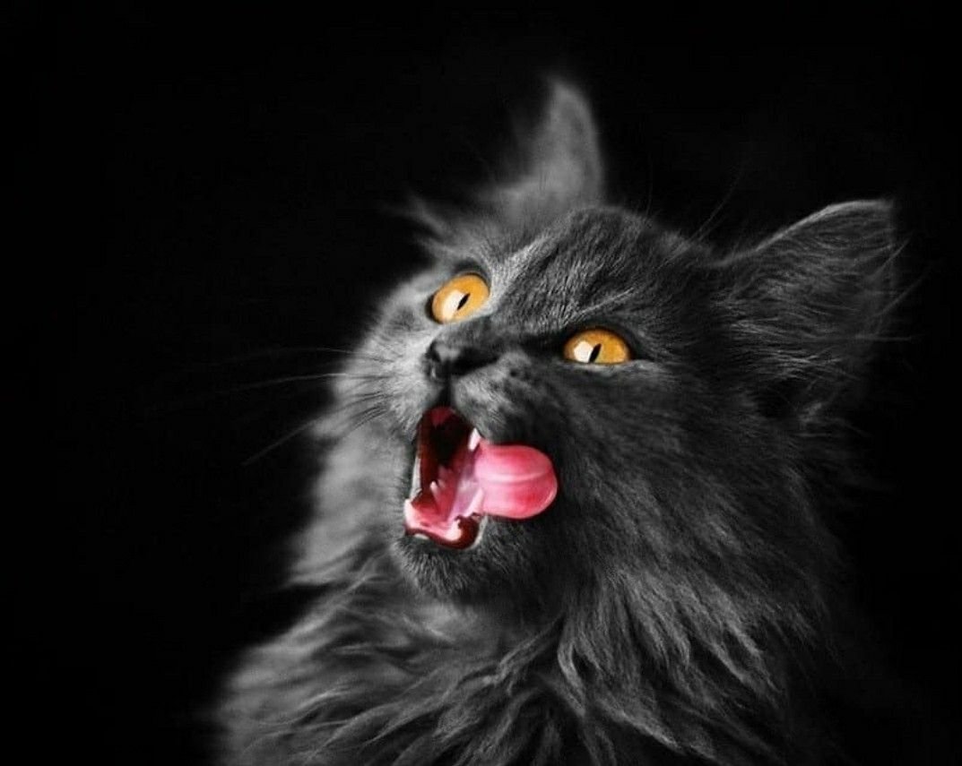 Котик показывает язык