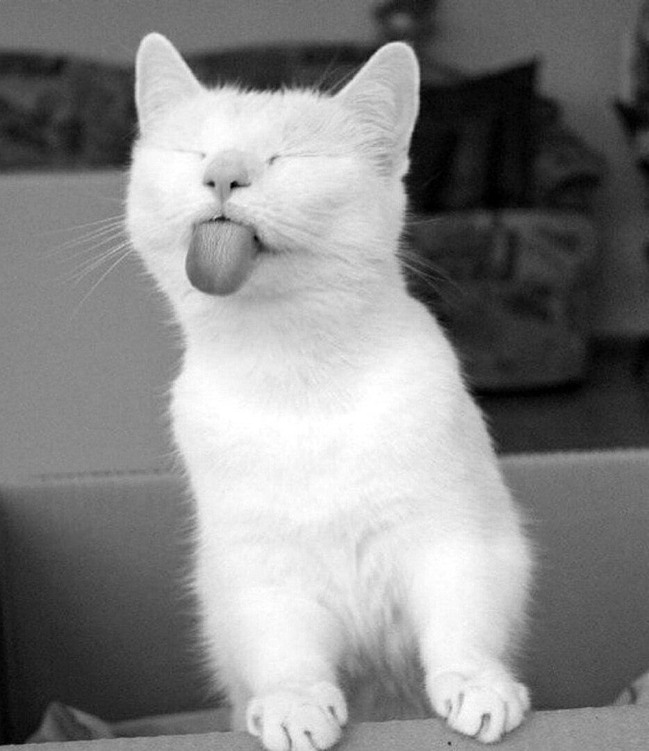 Кот показывает язык