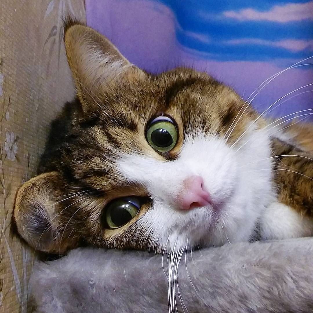 Котик с языком