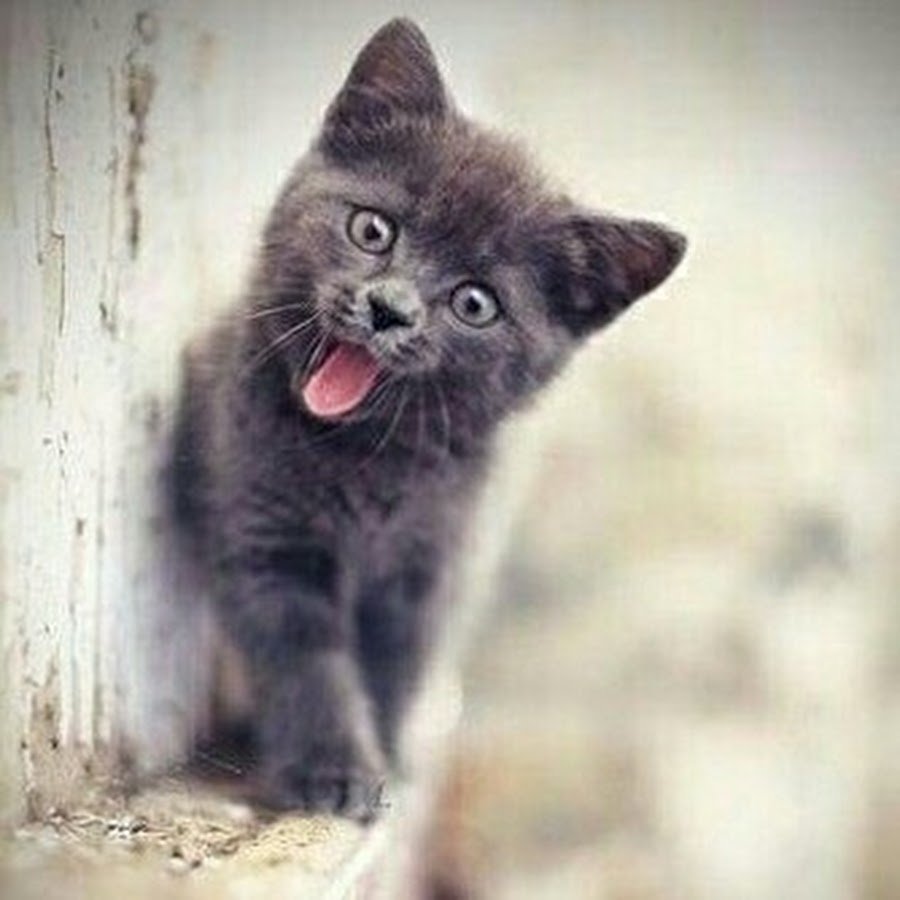 Кошка показывает язык фото