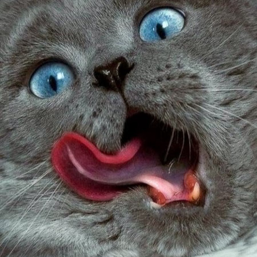 Котенок с высунытым язычком