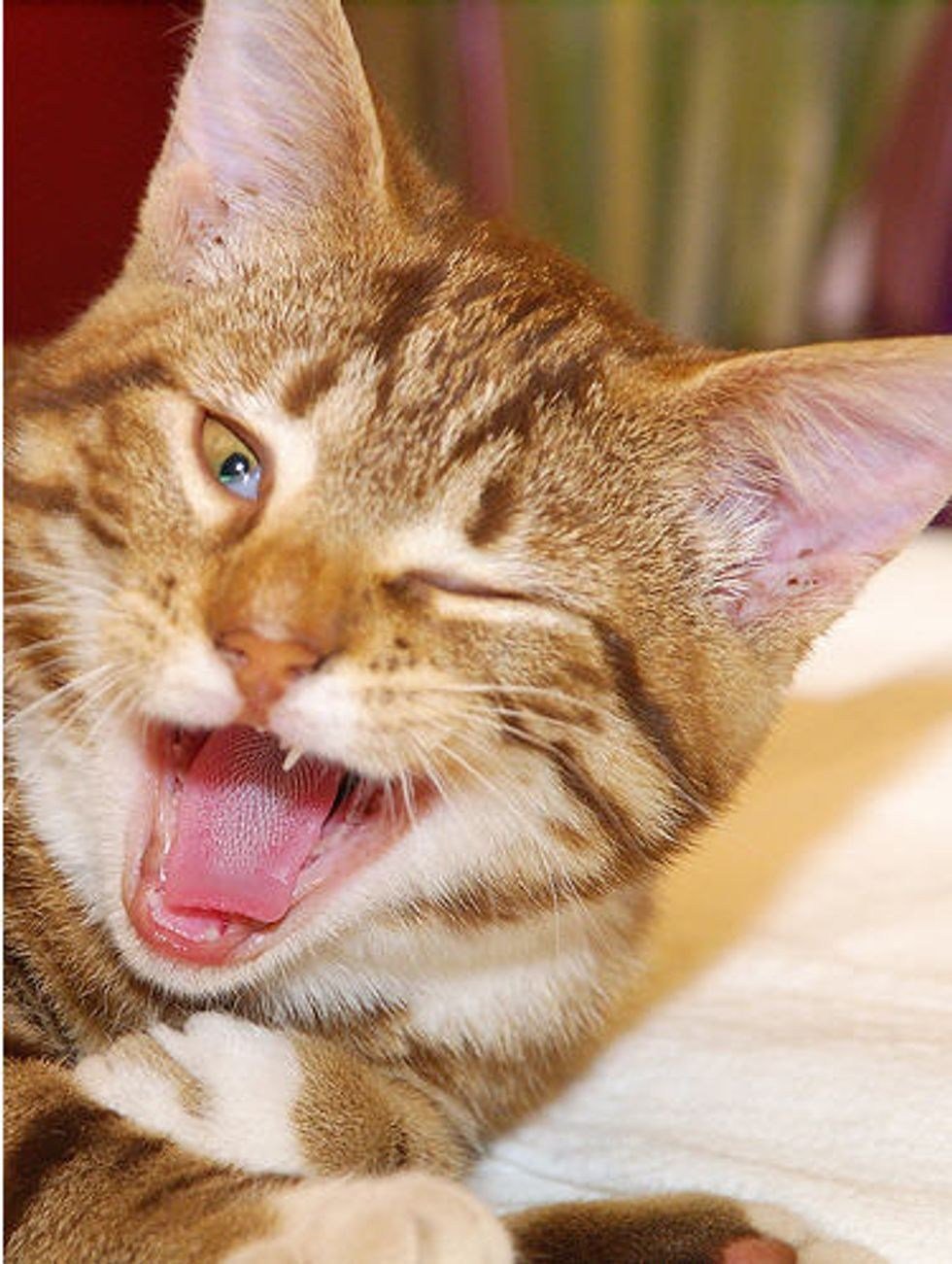 Радостный кот