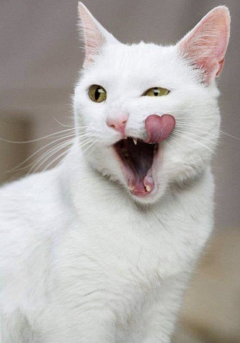 Смешная белая кошка
