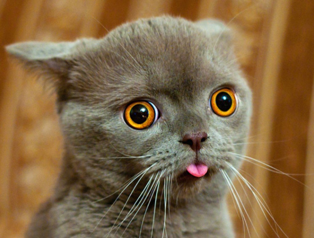 Котик с языком