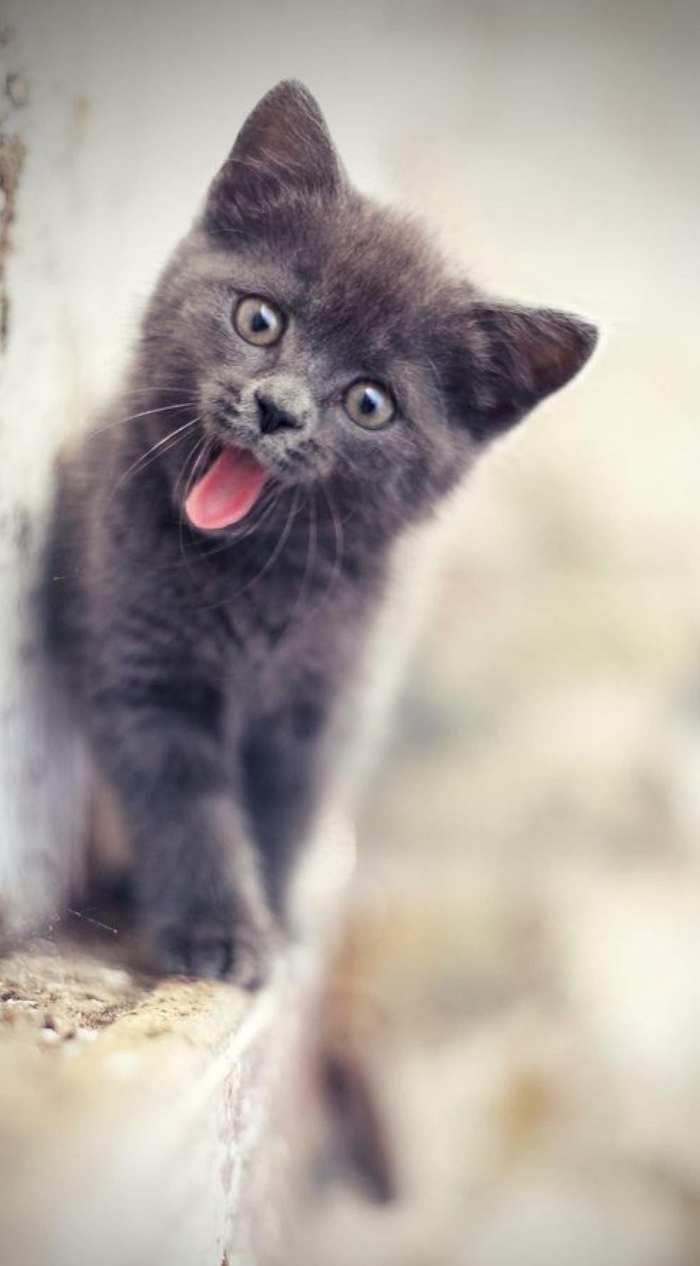 Котенок с язычком